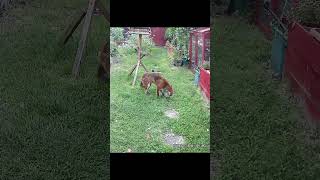 The Fox and the Magpie #gardenwildlife #urbanwildlife #animalbehavior
The Fox and the Magpie #gardenwildlife #urbanwildlife #animalbehavior The Fox and the Magpie #gardenwildlife #urbanwildlife #animalbehavior