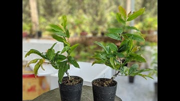 Mai Cúc Thọ Hương giá rẻ 09-04