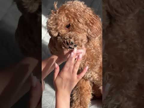 Натуральний бальзам для лап собак та котів, видео 1