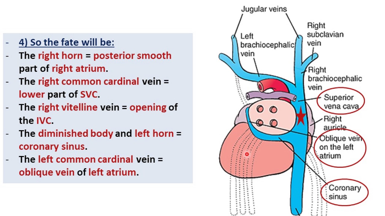 Embryology of the Heart - Sinus Venosus (Dr. Ahmed Farid ...
Sinus Venosus Asd