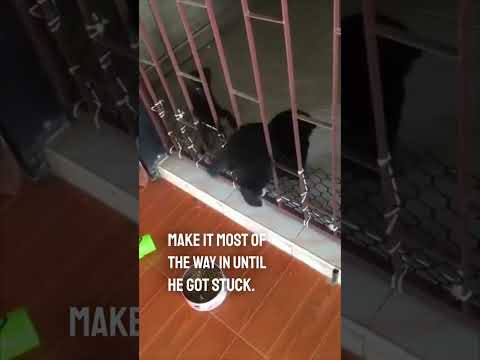 Wideo: Pet Scoop: Retriever uratowany z urwiska, Kocięta znaleziono utknięte w Walmart Sandwich Case