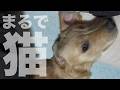 その仕草はまるで猫… ゴールデンレトリバーのラキさん。