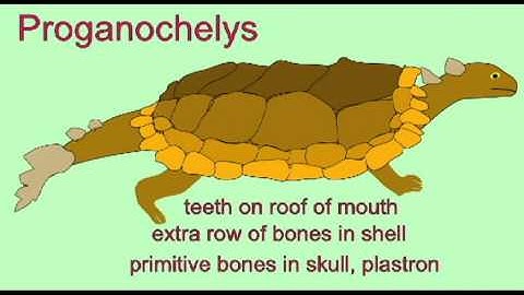 PL EXAM 2: TRANSITIONAL FOSSILS IN REPTILE EVOLUTION.avi