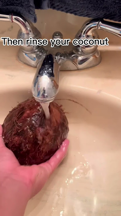 How to grow coconut from the store! 🌴 🥥 #hawaii #garden #coconut