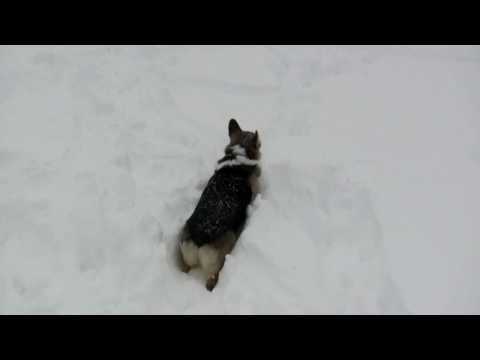 Dogs In Snow II