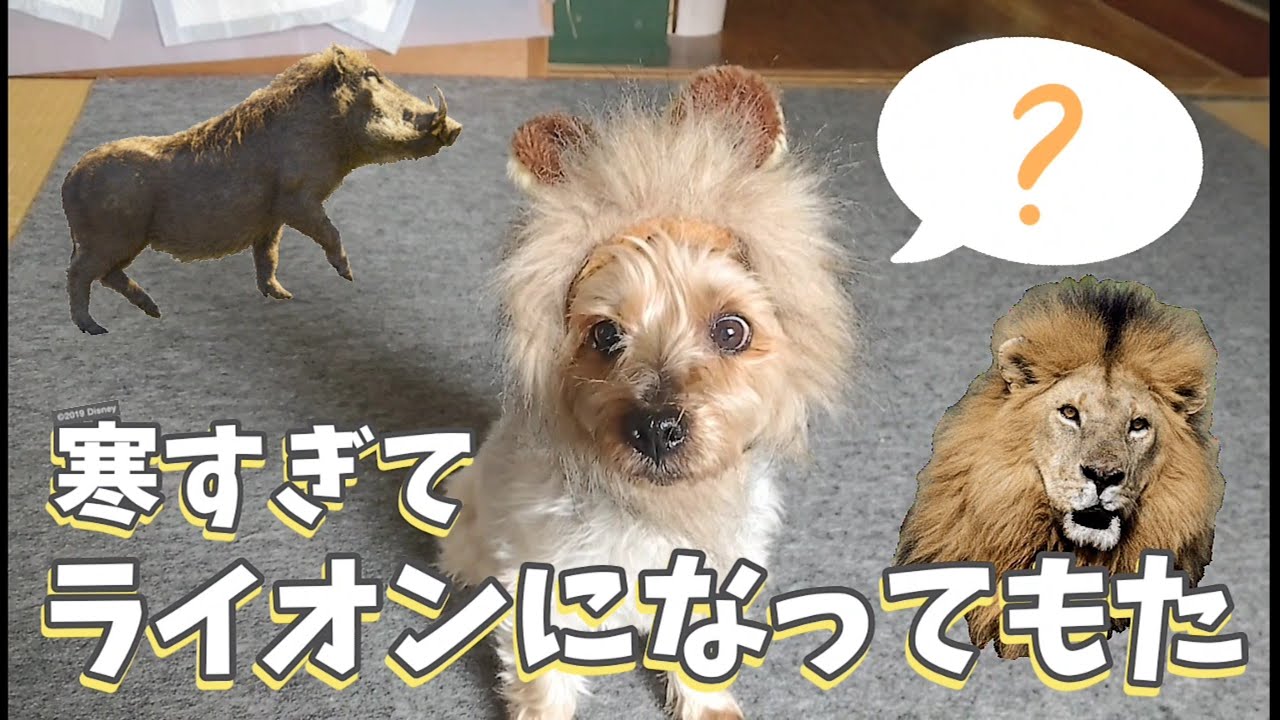 変身 寒すぎて犬がライオンになってしまいました 爆食カラス 暑がり猫 贅沢姐御 プクプク亀 1217 カラス 四つ足カルテット Youtube