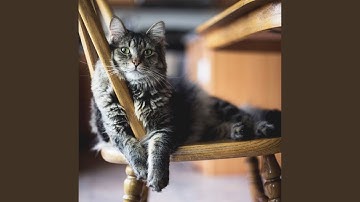 Scintillating Backdrops for Mysterious Cat Behavior