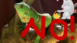 Lizard squad hacks Microsoft
