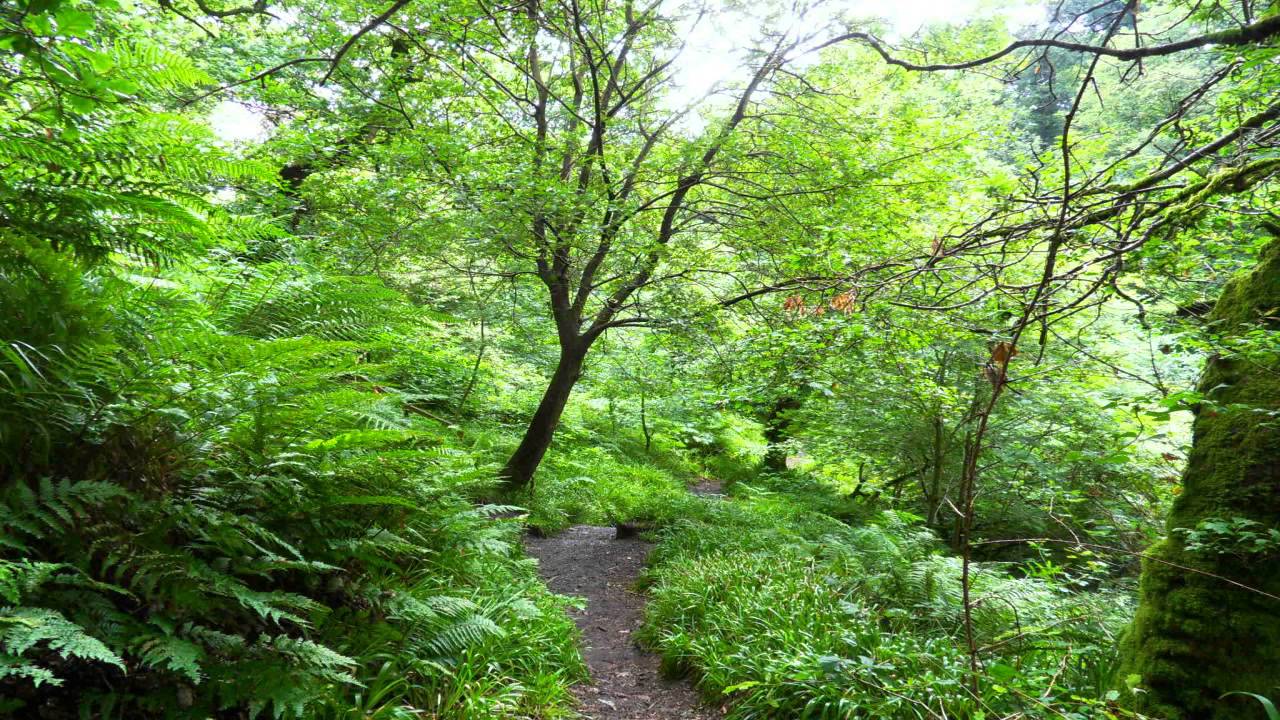 Brigan: Star of the country down | Free Celtic Music | Royalty Free Music