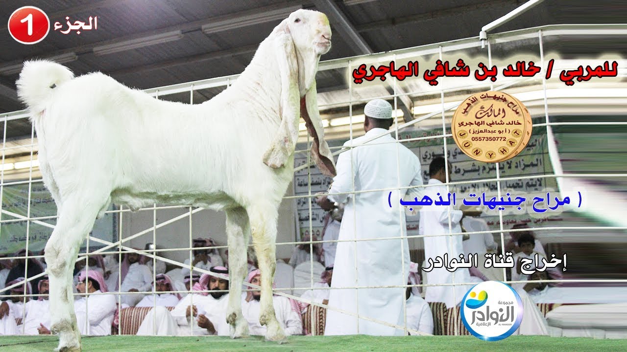 البيعة الخاصة للمالك/خالد بن شافي الهاجري(( صاحب مراح جنيهات الذهب))