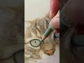 What are the best pencil formulas for drawing pet eyes?
