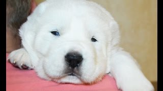 Купить щенка алабая. Купить щенка алабая.