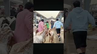 First Day mandi 🐐 #trending #foryou #100k #viral #shorts #unfreezmyaccount #supportmeplz