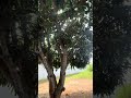POHON MANGGA NYA BESAR‼️