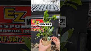 I found a Money tree 🌳 in the trash! #money #dumpsterdiving