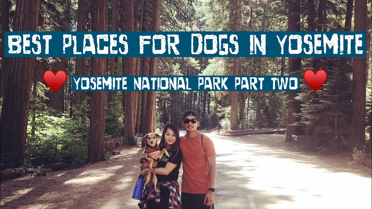 Vlog 10 | Best Places For Dogs In Yosemite National Park