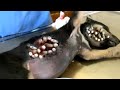 Removing mangoworm in dog | Mangoworms removal in dog - animal rescue - dog rescue - puppy rescue