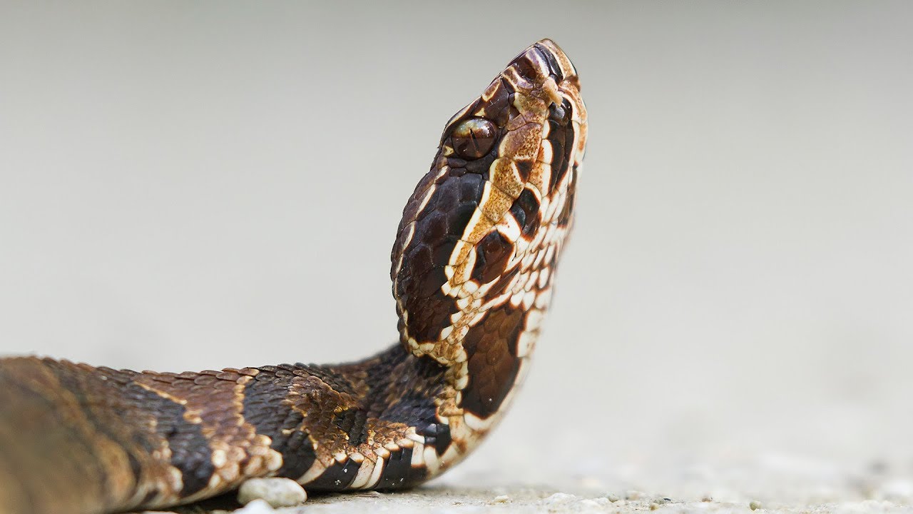 Water Moccasin - YouTube