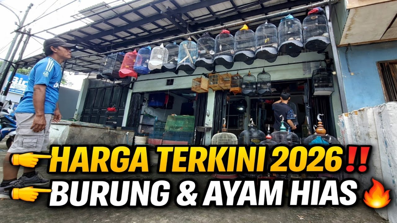 CEK HARGA‼️ANEKA BURUNG OMBYOKAN, RAWATAN & AYAM HIAS 2026 | BEKASI