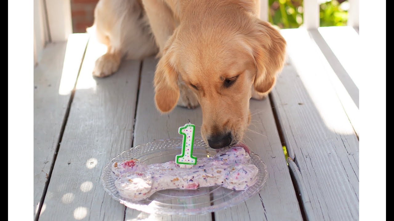 My Puppy's 1st Birthday!