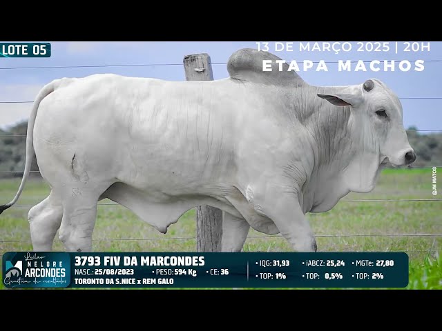 LOTE 05   MMAR 3793