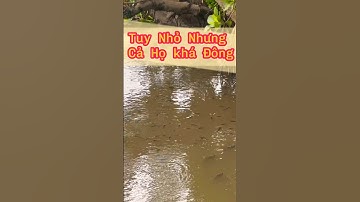 Câu Cá Rô Đồng - Điểm Câu Này Cá Chốt, Cá Rô Phi Nhiều Quá #12 - Hoàng Trúc fishing #shorts
