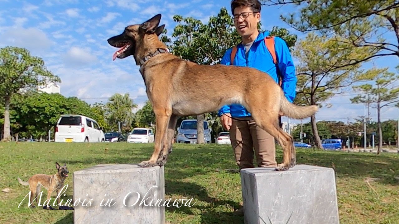マリノア犬は公園で歩くだけの散歩はしません 人気者でした Youtube