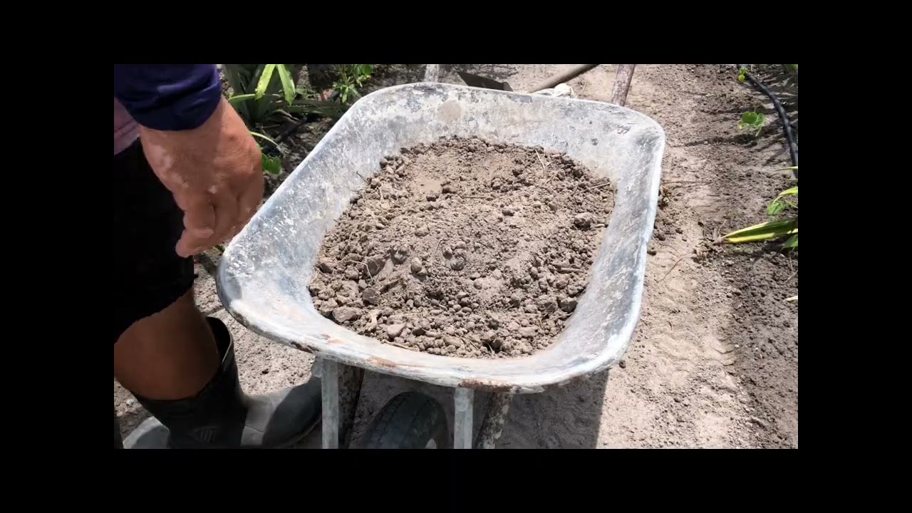 🌱 Germinando Quiabo + Pés de Melancia e uma Estrada Linda no Meio dos Eucaliptos 🚜 . 