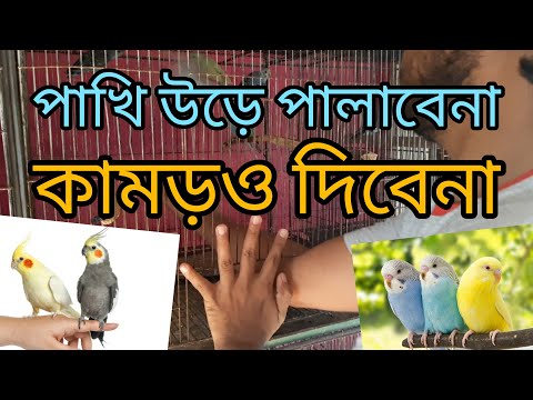 ভিডিও: কিভাবে একটি বিশাল পার্চ ধরতে হয়