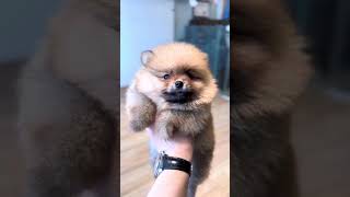 Show quality mini pom by Pawfessional Pet Care 87 views 2 months ago 1 minute, 30 seconds