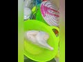 روتين مسائي يوميات سمسمه 