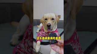 【旺仔很忙🐶】原来狗子也不喜欢吃臭豆腐