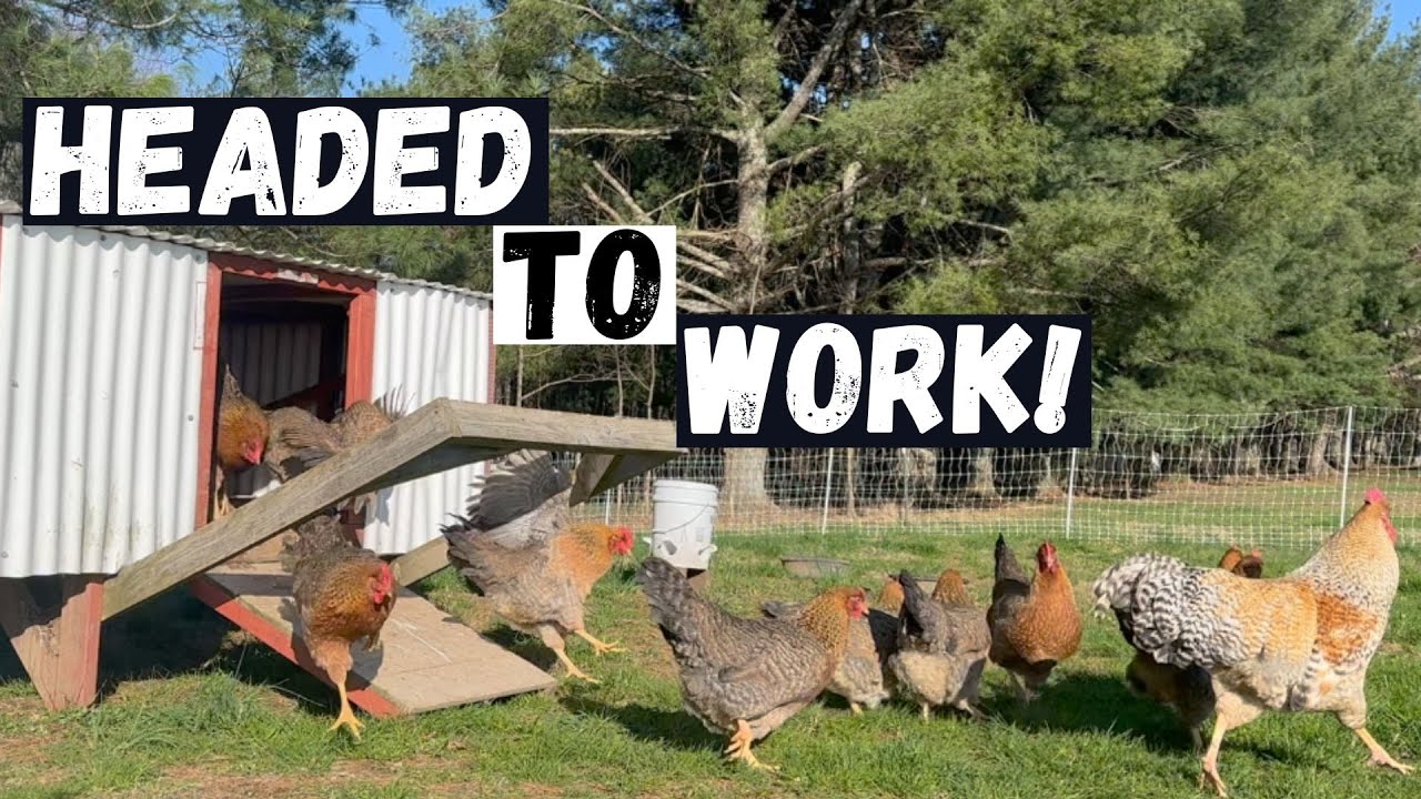 Easy Way To Spread Fertilizer YouTube easy-way-to-spread-fertilizer-youtube