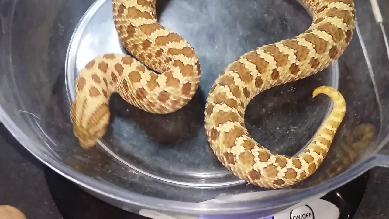 pythons for sale Western Hognose UpDate