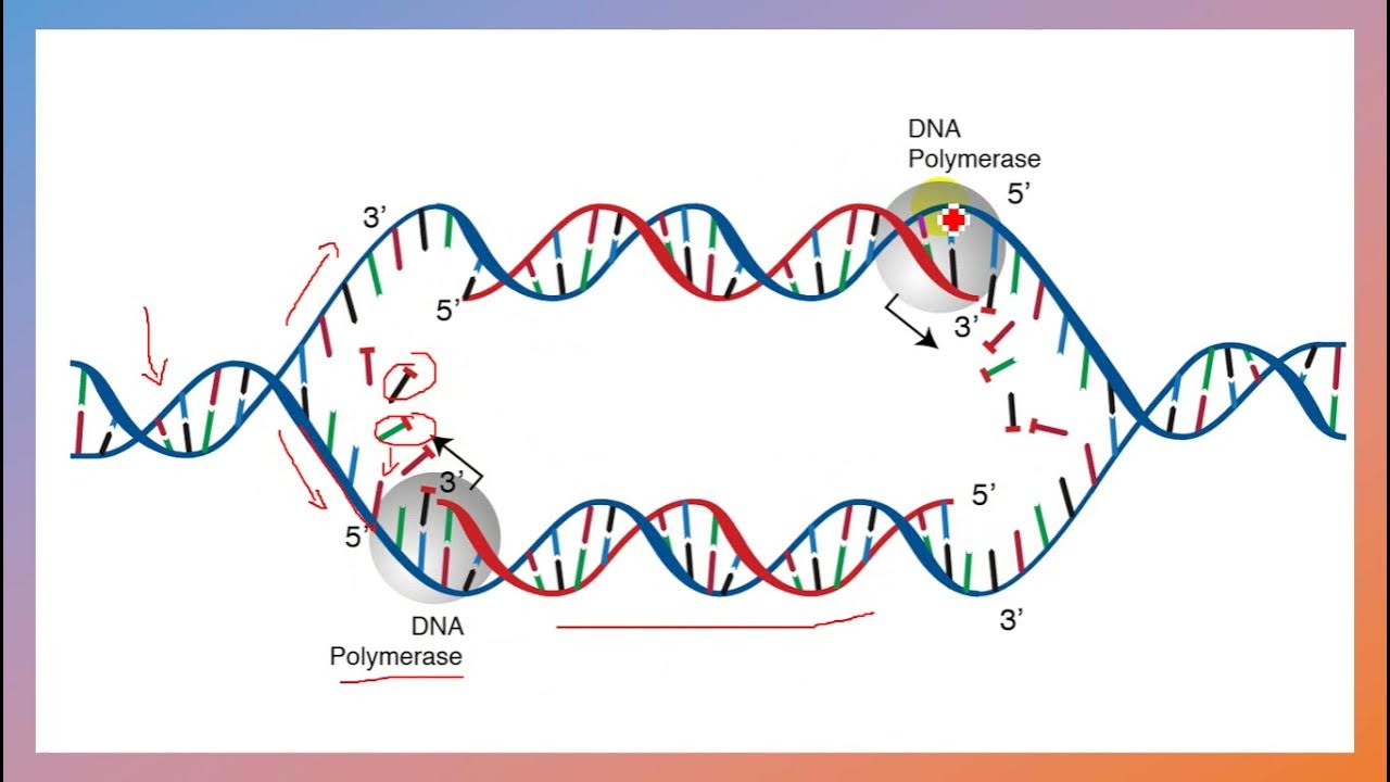 Структура днк фото. Гибридные молекулы днк. Adn-370. Раскручивание молекулы днк. Днк.