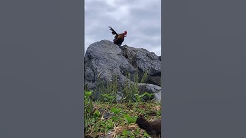 gà rừng mã vàng bây đập cánh cực phê.qaib qus daj ya ntxuaj ti zoo tiag tiag