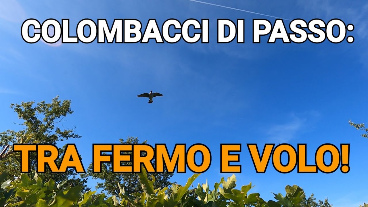 Caccia al COLOMBACCIO: una stupenda giornata di passo in Toscana! -- Wood Pigeon Hunting