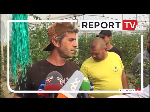 Video: A është E Mundur Spërkatja E Domateve Gjatë Lulëzimit Sesa Përpunimi