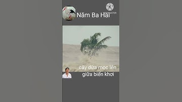 Cây dừa đạt giải hiên ngang nhất năm