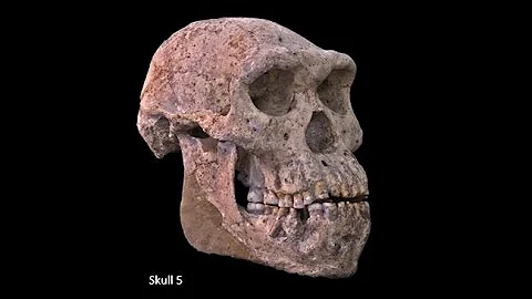 Origins of Genus HomoAustralopith...  and Early Homo; Variation of Early Homo; Speciation of Homo