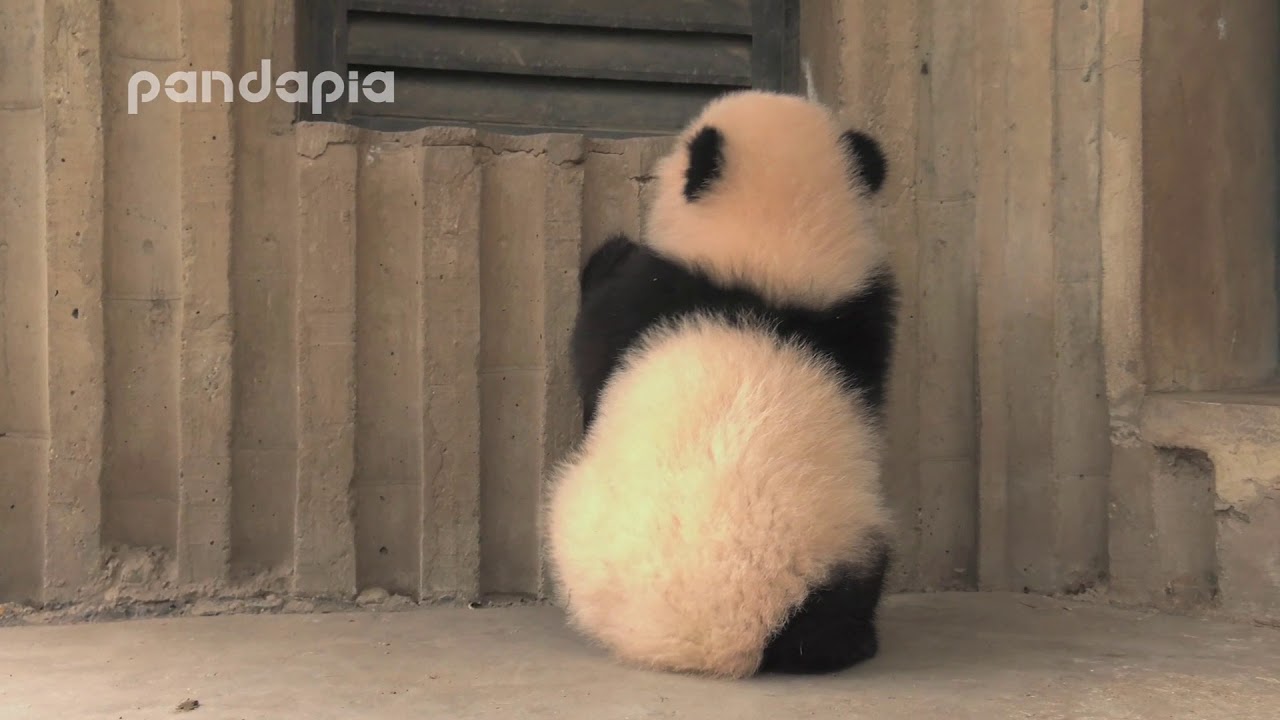 pandas merge Panda Qing Qing tries to climb over the window