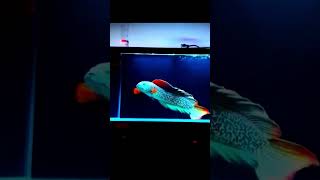 KAPAN PUNYA CHANNA BARCA KAYAK GINI 😍🥰😘