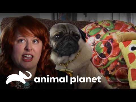 Morty recognizes pizza boxes before anyone else | Animal Planet's The Pet Collective | Animal Planet