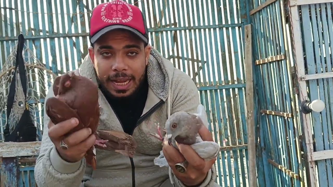 علاج الروشه من غير فلوس🥰#الحمام_مع_الطوخي ١٧ فبراير ٢٠٢٥