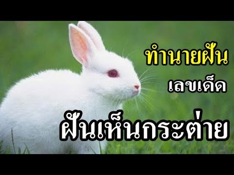 วีดีโอ: ทำไมกระต่ายถึงฝันในความฝัน - เทา, ขาว, กระต่าย