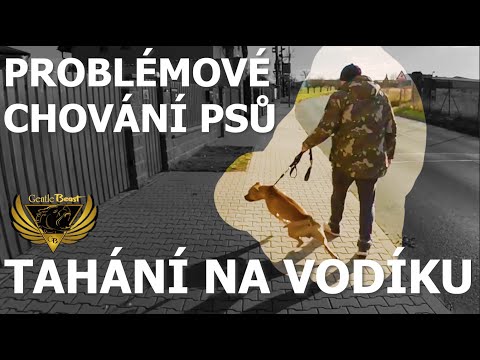 Video: Tříkroková Metoda Pro Výcvik Vodítka štěněte