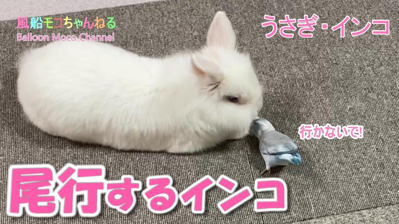 風船モコちゃんねる Youtube Channel Analytics And Report Powered By Noxinfluencer Mobile 風船モコちゃんねる Youtube Channel Analytics And Report Powered By Noxinfluencer Mobile