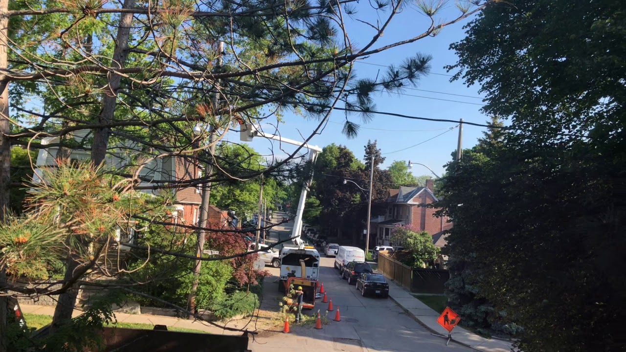 Cutting Tall Tree Branches