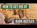 How to Get Rid of Bark Beetles (4 Easy Steps)