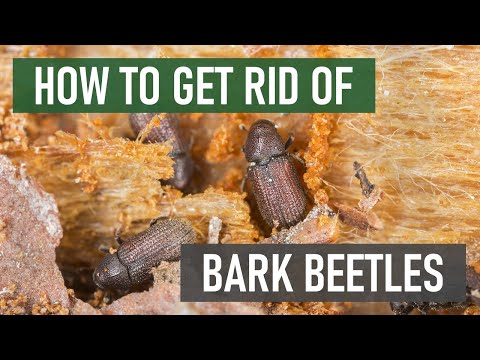Vídeo: Bark Beetle Damage - Obteniu informació sobre la identificació i el control de l'escarabat
